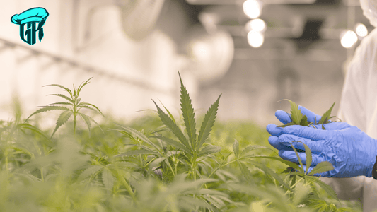 Exploring the Future of Delta 8 THC: Potential Impact on the Cannabis Industry