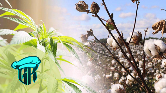 Hemp vs. Cotton: Which is More Sustainable?